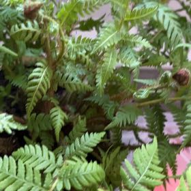 Photo of the plant species Australian Tree-Fern by @KrinkleSnort named Athena on Greg, the plant care app