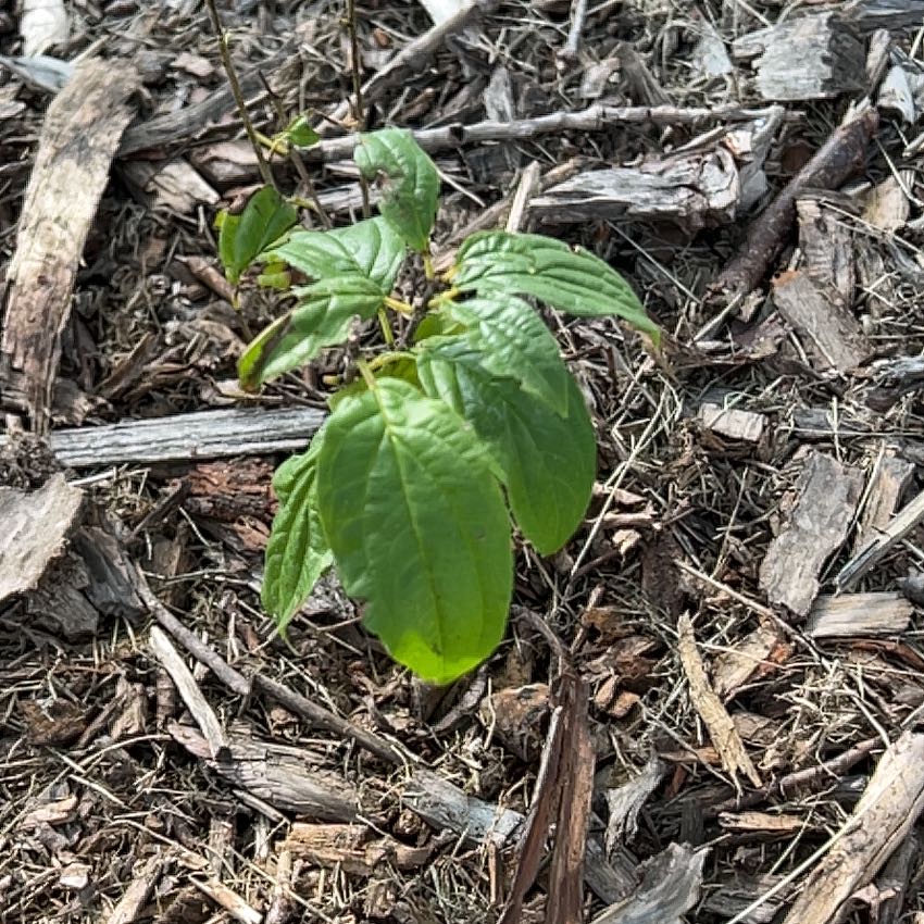 Photo of the plant species Virgin's Bower by @GodlyMakura36 named Stella on Greg, the plant care app