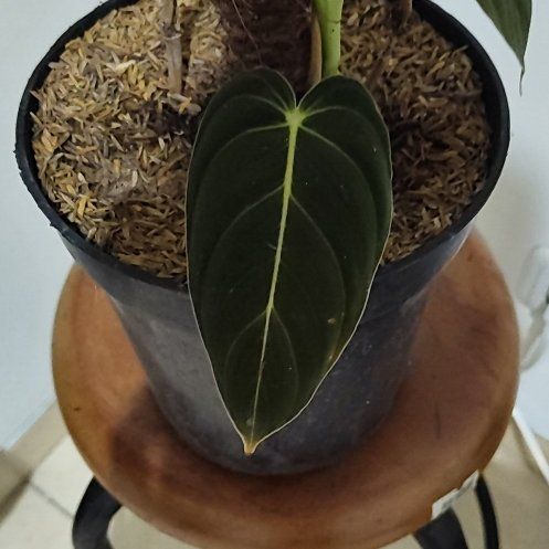Plant care for choco empress on Greg, the plant care app
