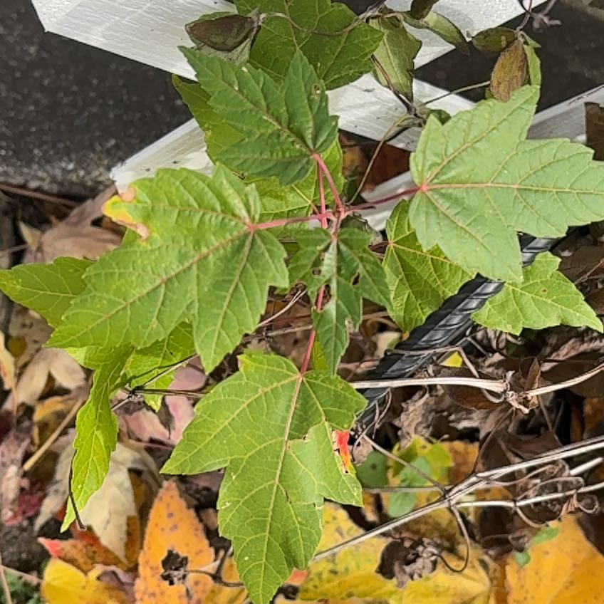 Photo of the plant species Amur Maple by @ClassicalBlue named Austen on Greg, the plant care app