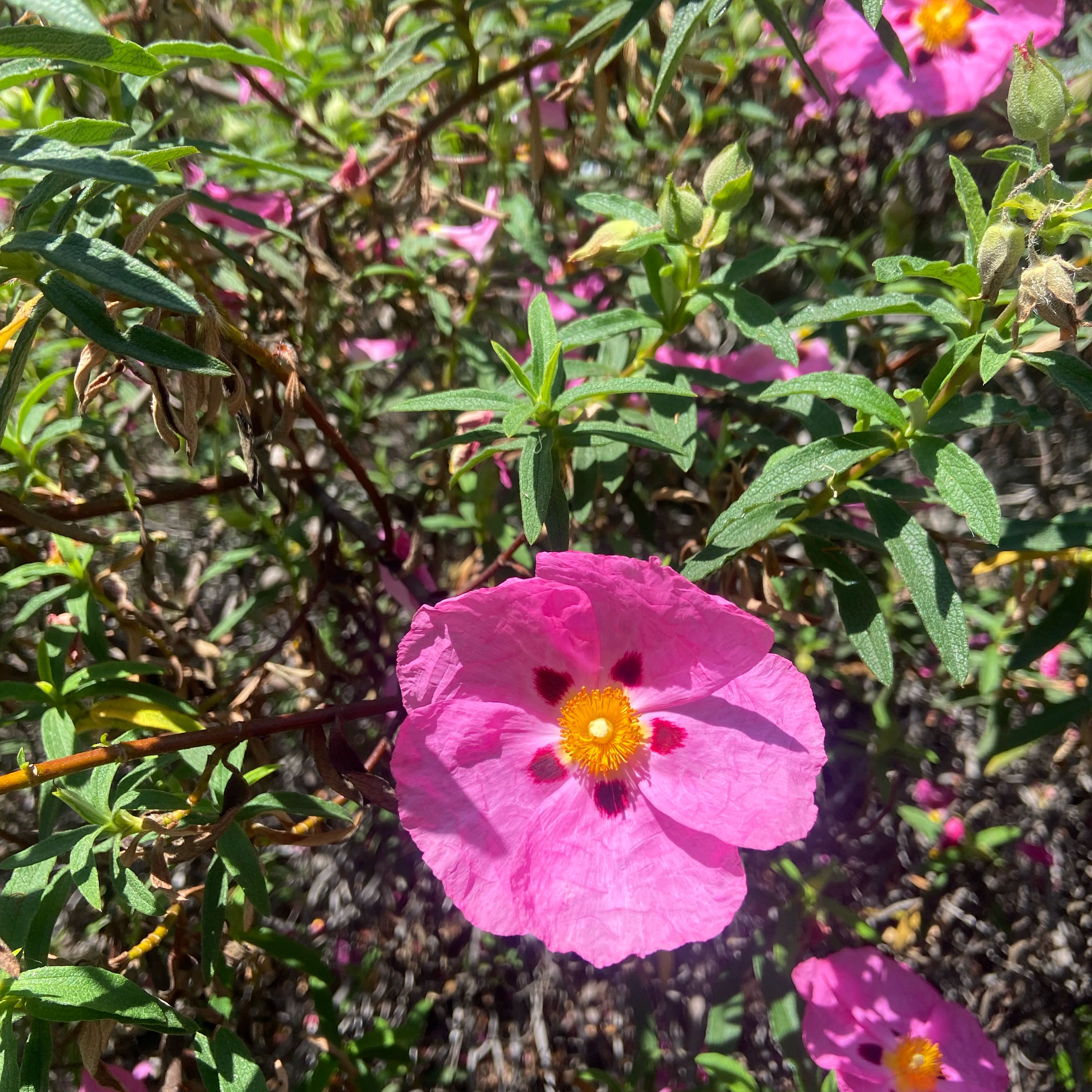 Photo of the plant species Common Gum Cistus by @SaluteHeartfern named Peter Parker on Greg, the plant care app