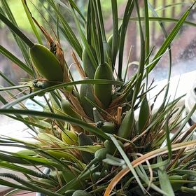 Photo of the plant species Coconut Orchid by @FineRye48 named Baesil on Greg, the plant care app