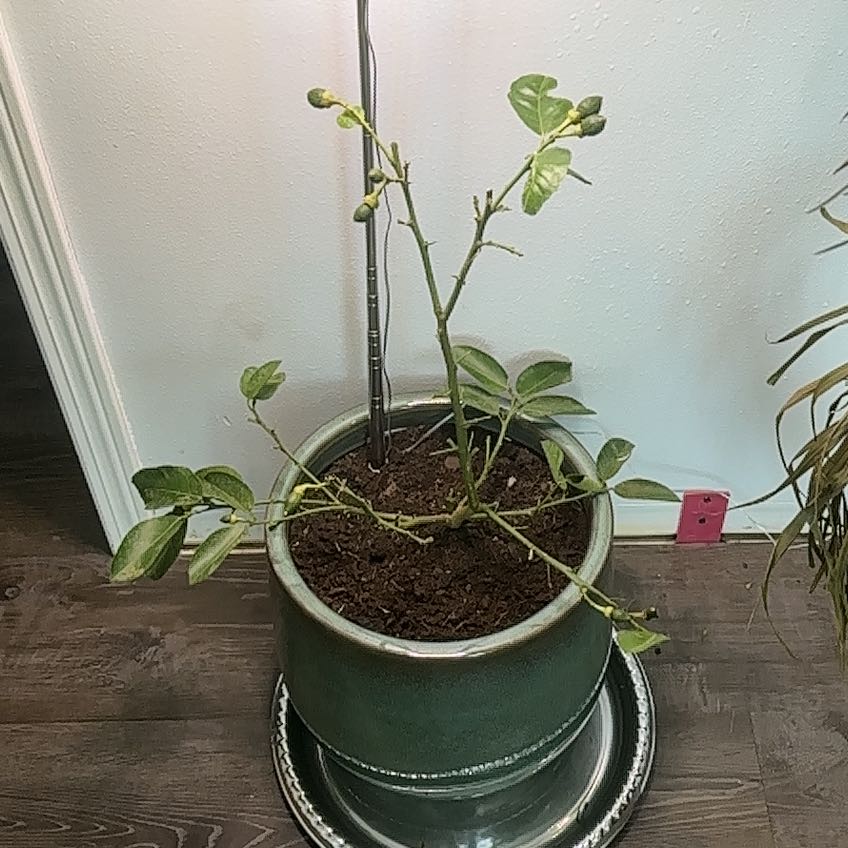 Photo of the plant species Ponderosa Lemon by @NoblyLemon20 named Rita on Greg, the plant care app