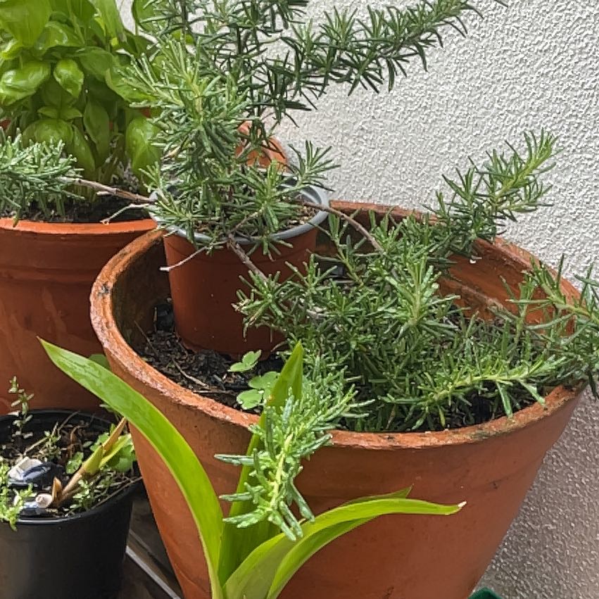 Photo of the plant species Alecrim-Do-Campo by @CivicBorage74 named Gobi on Greg, the plant care app