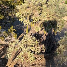 Photo of the plant species Sonoran Jumping Cholla by @BackupRoyalfern named Ronaldo on Greg, the plant care app