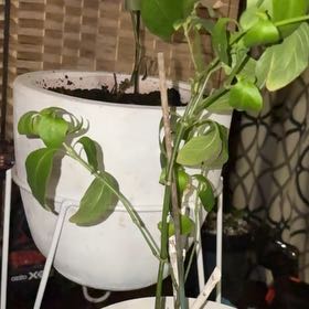 Photo of the plant species Shrimp Plant by @FastSeaoats80 named Oscar on Greg, the plant care app