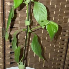 Photo of the plant species Shrimp Plant by @FastSeaoats80 named Aria on Greg, the plant care app