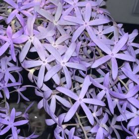 Photo of the plant species Queen's Wreath by @EarlyHogpeanut named Osmo on Greg, the plant care app