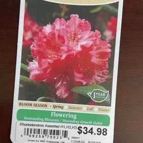 Photo of the plant species Rhododendron 'Holden' by @ExactOregano29 named Coco on Greg, the plant care app