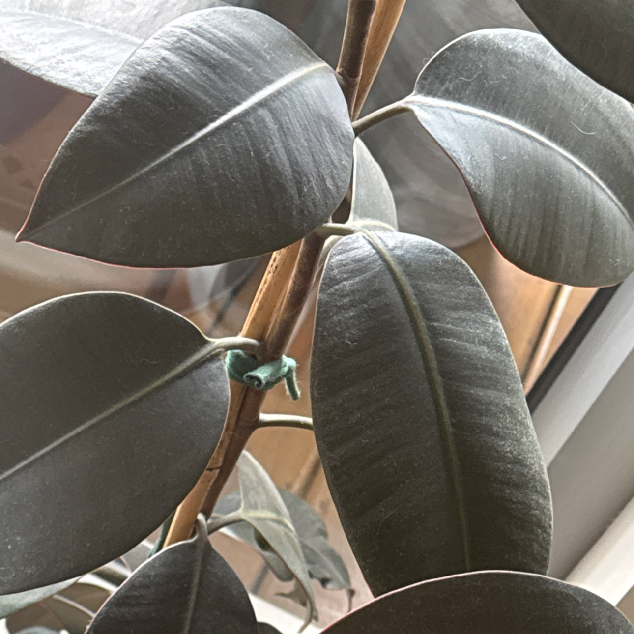 Photo of the plant species Burgundy Rubber Tree by @maclaurrn named Benny Tree on Greg, the plant care app