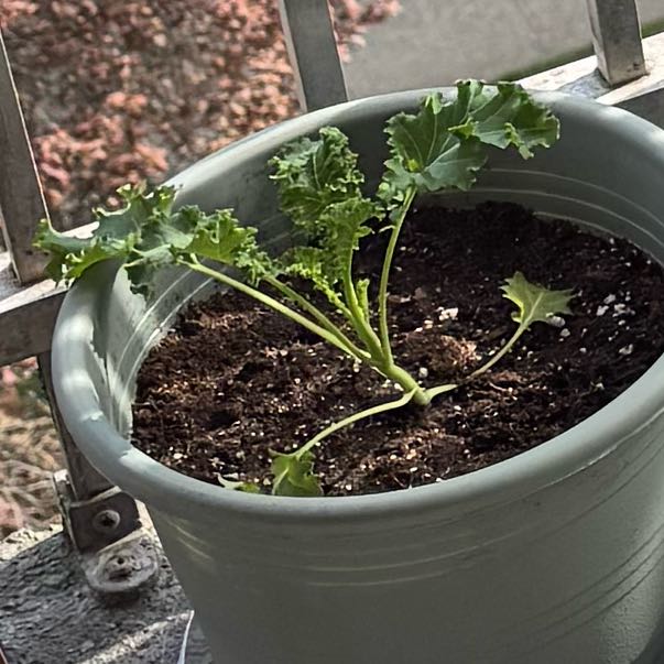Photo of the plant species Curly Kale 'Reflex' by @HospitableSalal named Gomez on Greg, the plant care app