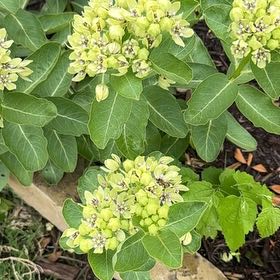Photo of the plant species Curtiss' Milkweed by @StarrySnowberry named Prince on Greg, the plant care app