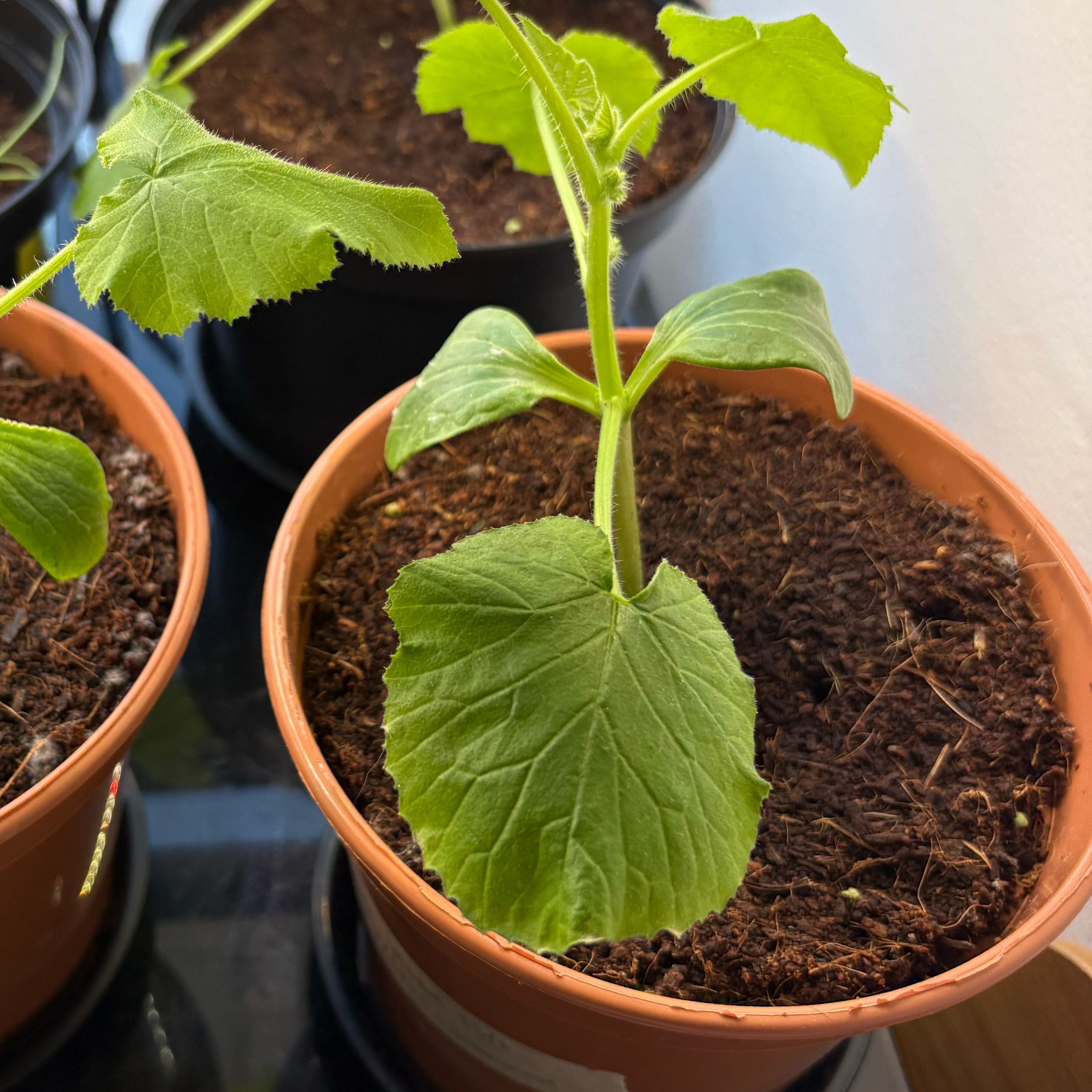 Photo of the plant species Courgette 'Defender' F1 Hybrid by @RegalWeed named Bella on Greg, the plant care app