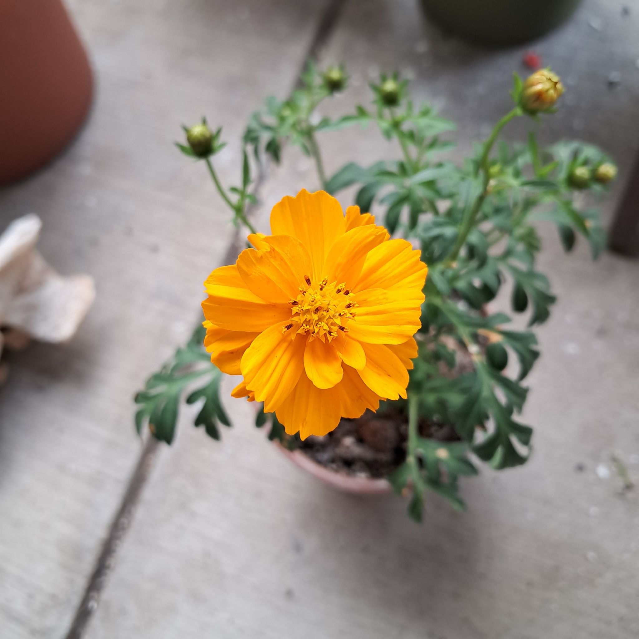 Photo of the plant species Cosmos 'Cosmic' by @ZealAgboy71 named Jovita on Greg, the plant care app
