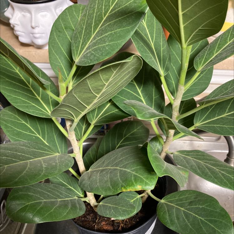 Healthy Audrey Ficus plant with vibrant green leaves and visible veins.