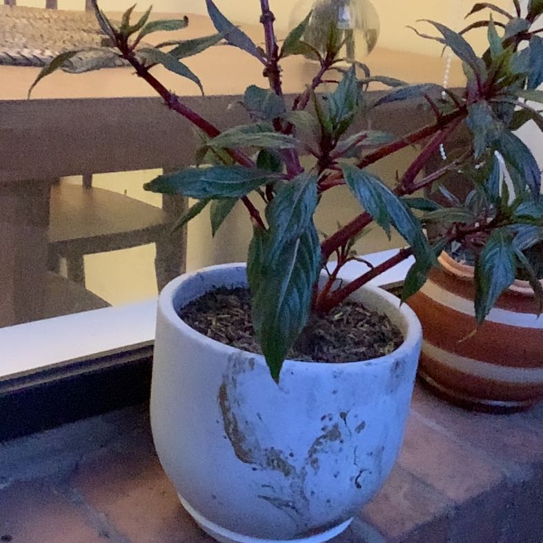 Photo of the plant species SunPatiens Impatiens by @OpenlySquash35 named Treeyoncé on Greg, the plant care app