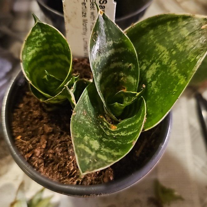 Photo of the plant species Bird's Nest Snake Plant by @SpeedyCashew40 named Beckham on Greg, the plant care app
