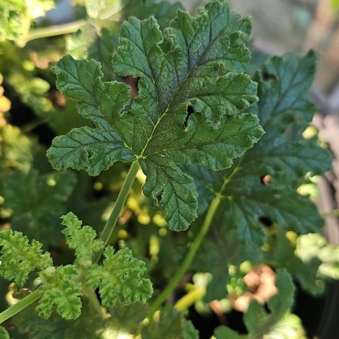 Photo of the plant species Mosquito Shocker Geranium by @SpeedyCashew40 named Delilah on Greg, the plant care app