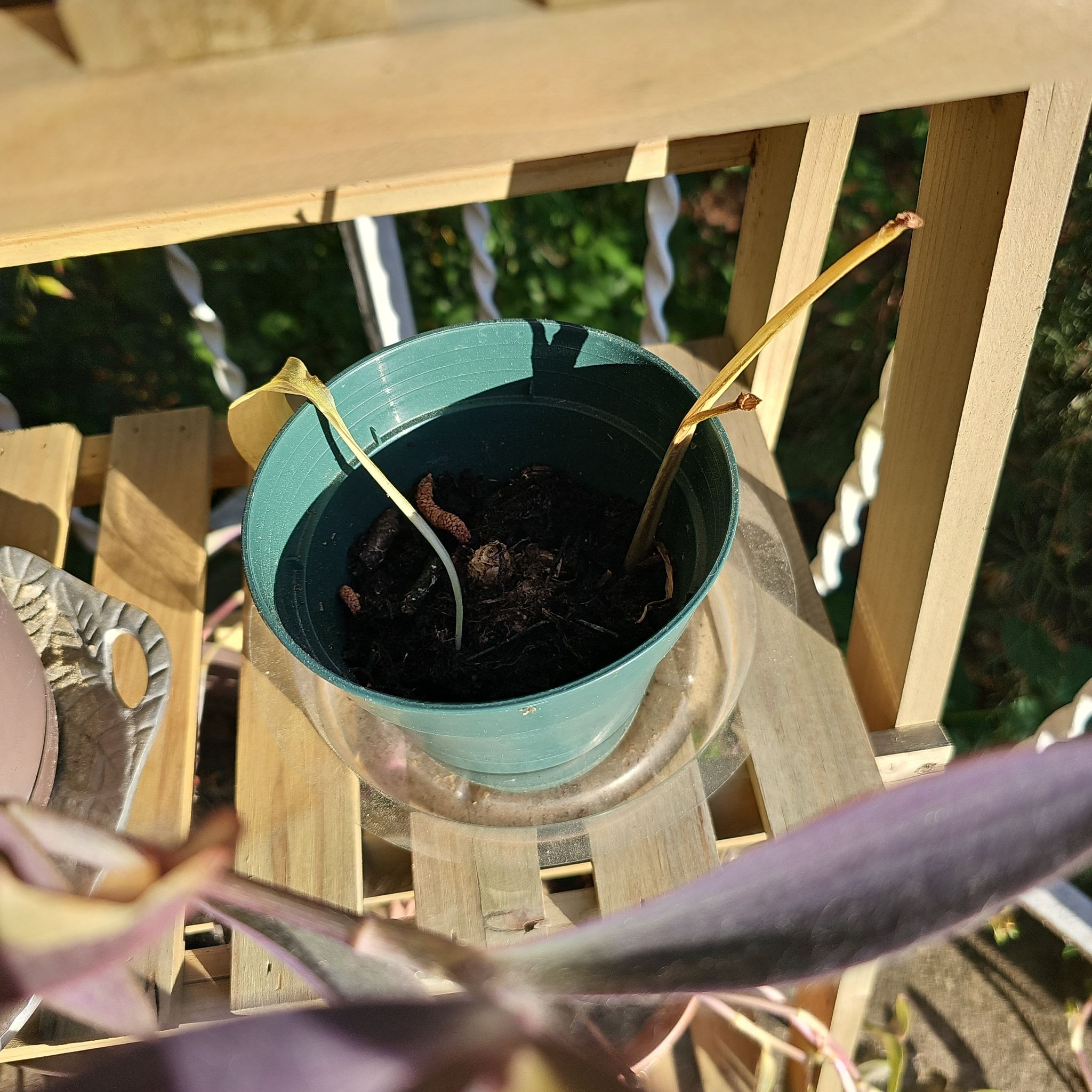 Photo of the plant species Purple Calla Lily by @SpeedyCashew40 named Figyonce on Greg, the plant care app