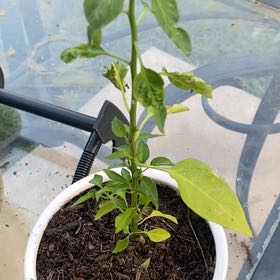 Photo of the plant species Chile de Arbol by @HandyWorm97 named Sherlock on Greg, the plant care app
