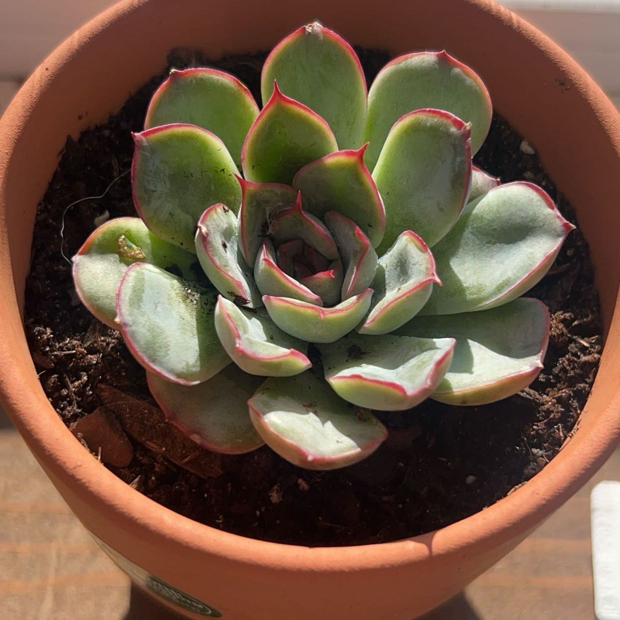 Photo of the plant species Echeveria by @CivilRosaryvine named Darwin on Greg, the plant care app