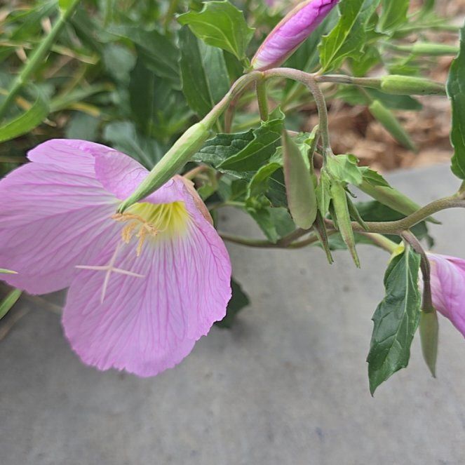 Photo of the plant species Showy Pink Evening Primrose by @YoungJavamoss79 named Orwell on Greg, the plant care app