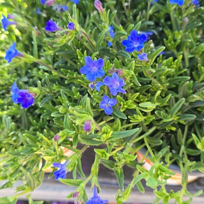 Photo of the plant species Shrubby Gromwell by @YoungJavamoss79 named Tupot amaroot on Greg, the plant care app
