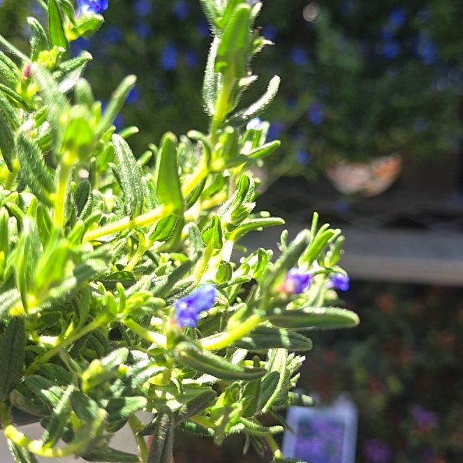 Photo of the plant species Shrubby Gromwell by @YoungJavamoss79 named Ronaldo on Greg, the plant care app