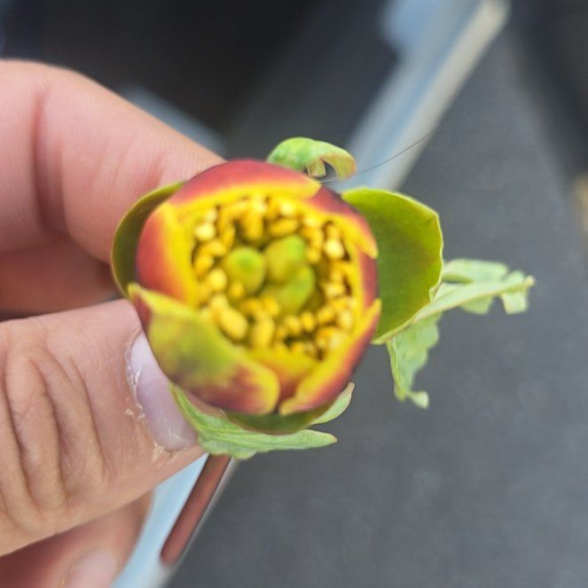 Photo of the plant species Winter Aconite by @YoungJavamoss79 named Ulysses S Plant on Greg, the plant care app