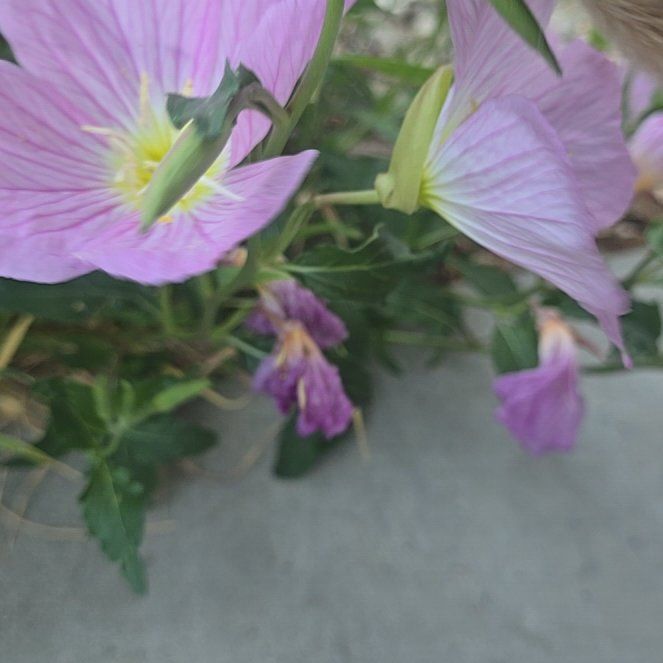 Photo of the plant species Showy Pink Evening Primrose by @YoungJavamoss79 named Baesil on Greg, the plant care app