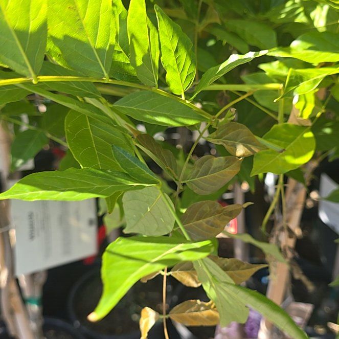 Photo of the plant species Chinese Wisteria by @YoungJavamoss79 named Plato on Greg, the plant care app