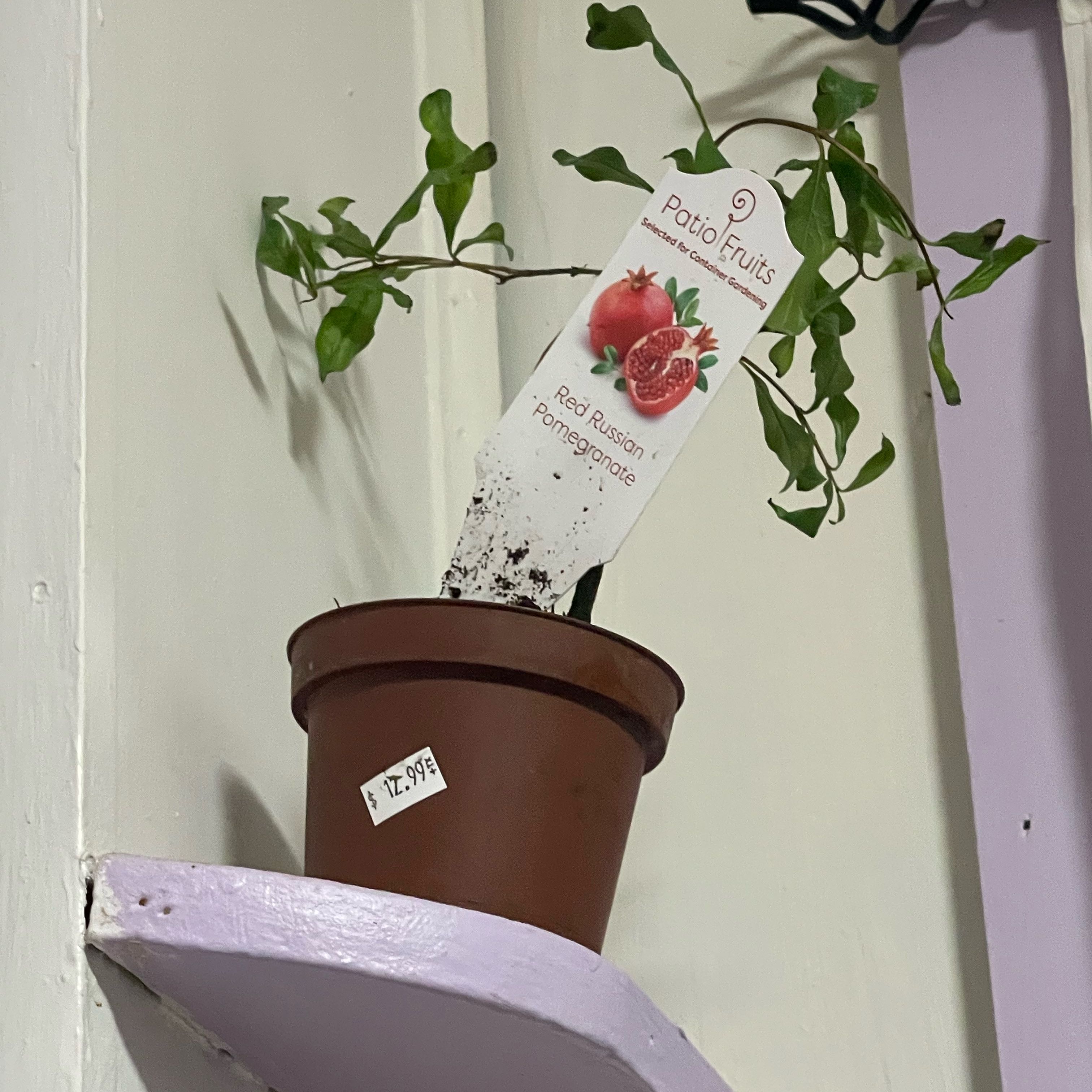 Photo of the plant species Red Russian Pomegranate by @RadPinetree67 named Pomni on Greg, the plant care app