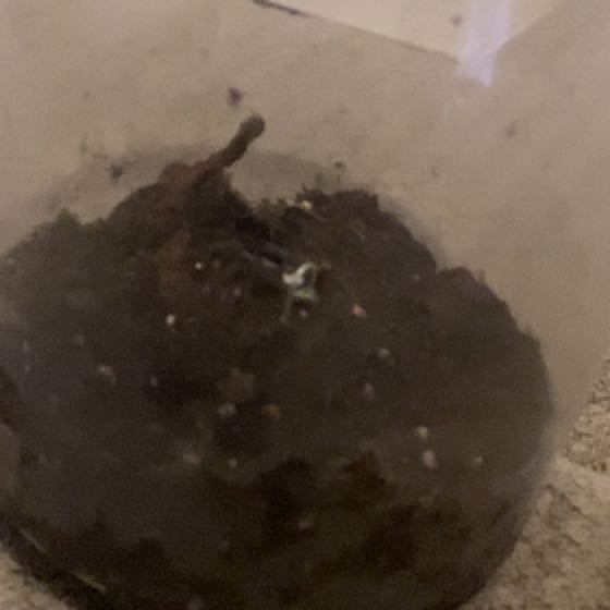 Photo of the plant species Basil by @RadMorombe41 named Basil on Greg, the plant care app