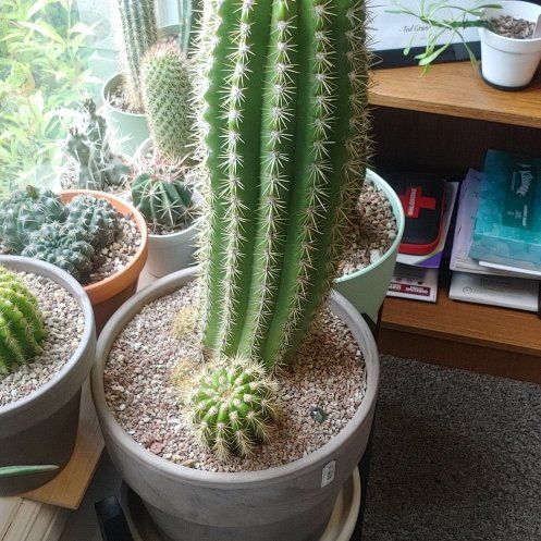 Photo of the plant species Sun Goddess Cactus by @WillSeamango71 named Hamilton on Greg, the plant care app