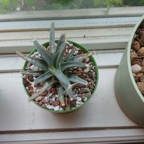 Photo of the plant species Agave Cactus by @WillSeamango71 named Surya on Greg, the plant care app