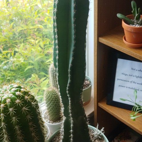 Photo of the plant species Lady of the Night Cactus by @WillSeamango71 named Sherlock on Greg, the plant care app
