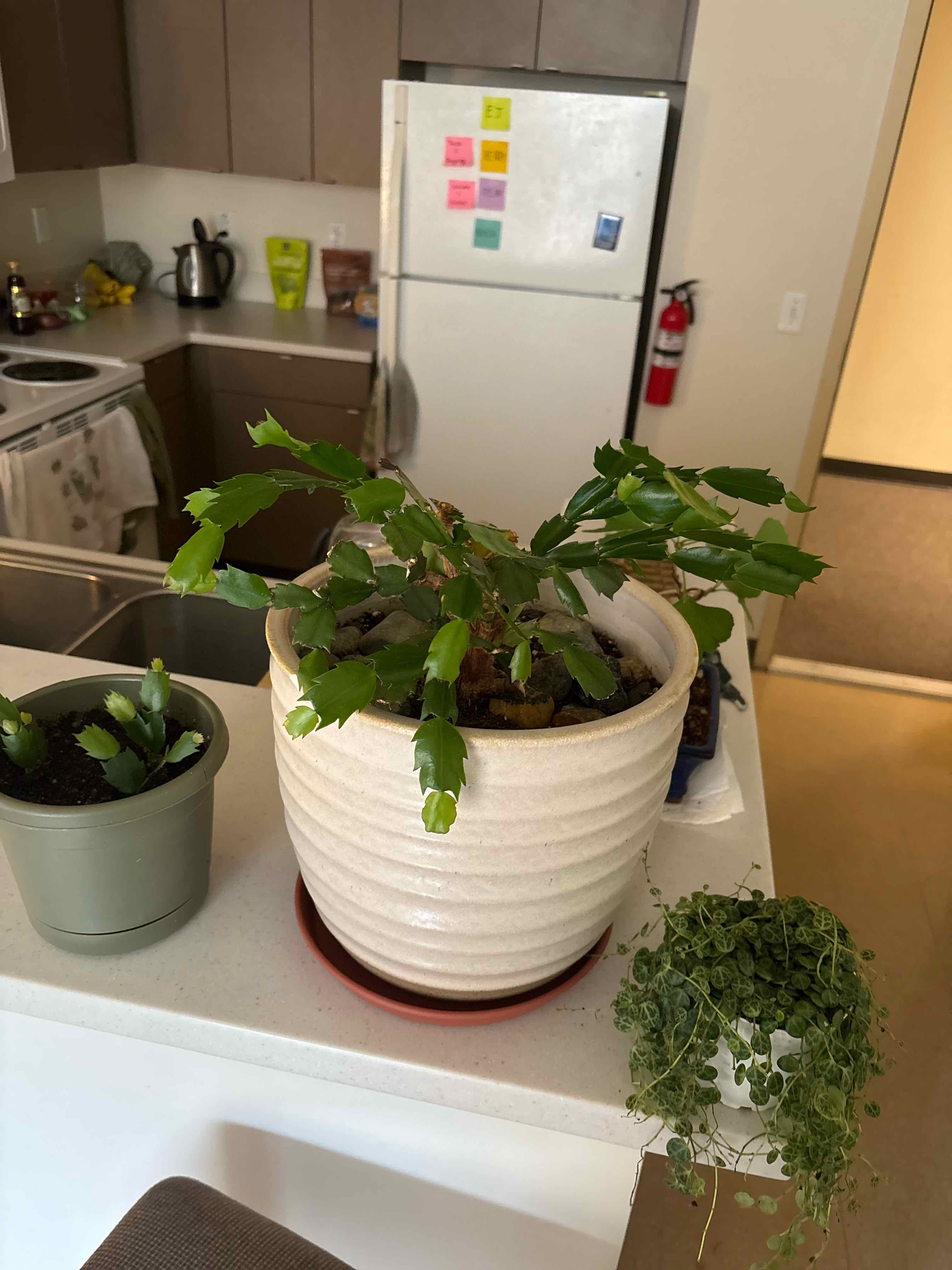 Photo of the plant species Christmas Cactus by @GemMullein44 named Himmy Kimmy Kammus on Greg, the plant care app