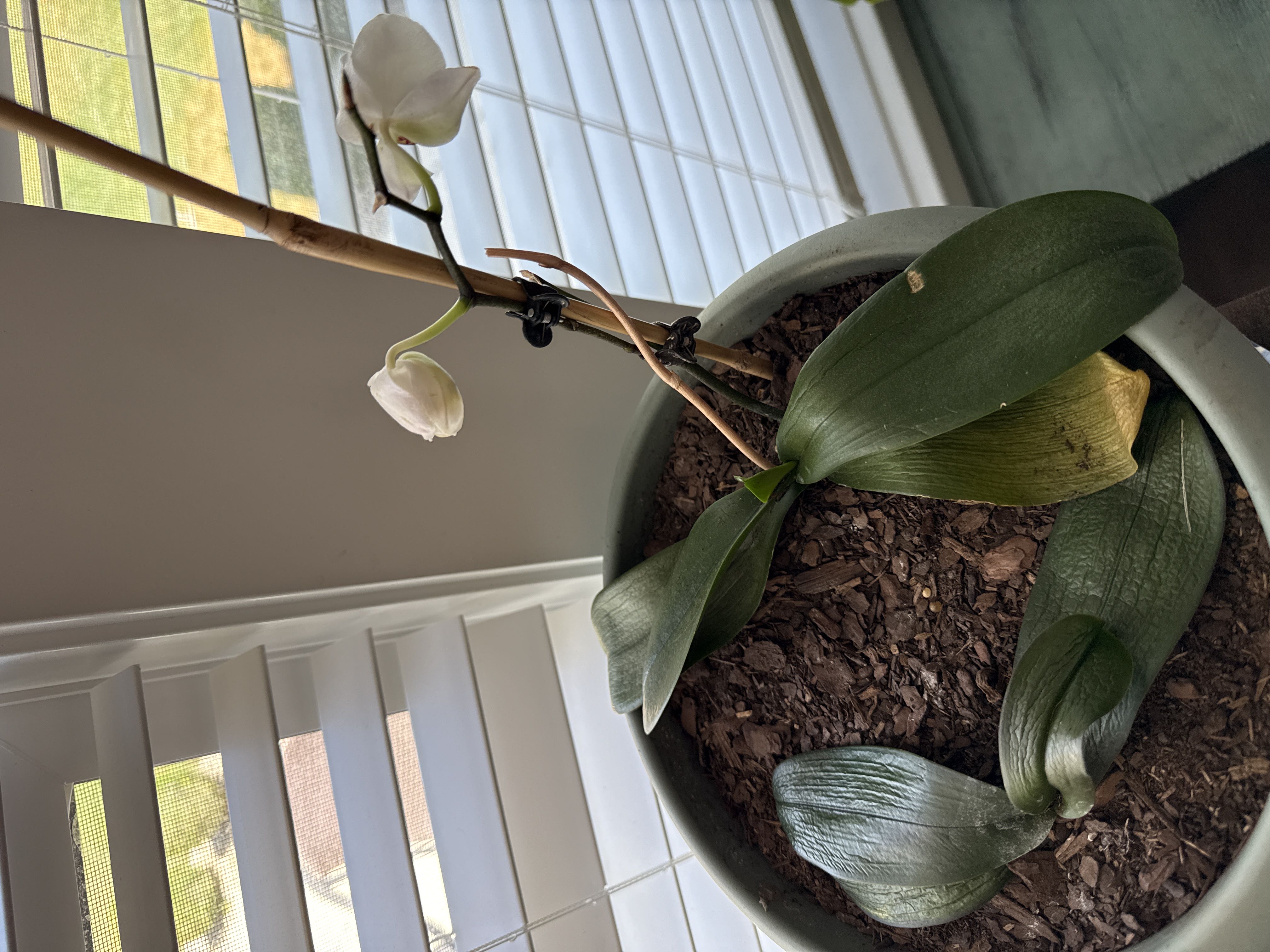  Ultimate Guide to Phalaenopsis Orchid Roots Illustration 