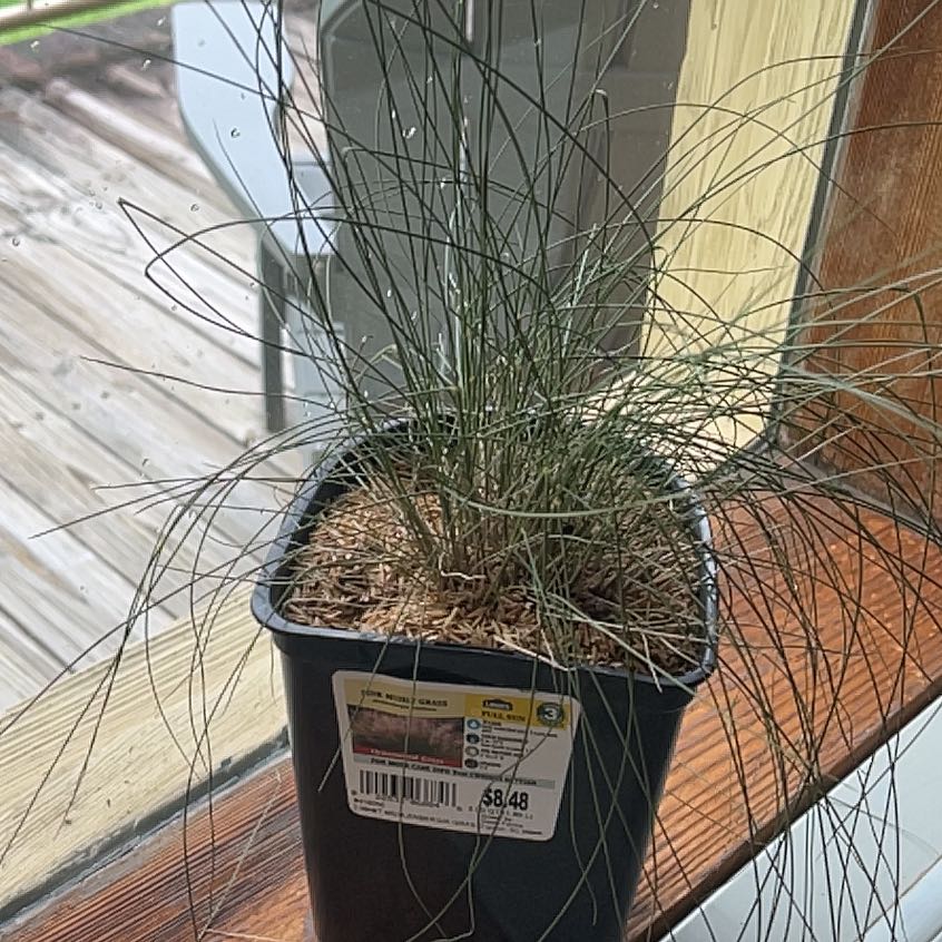Photo of the plant species Cotton Candy Ornamental Grass by @NiftyStrapwort named Aristotle on Greg, the plant care app