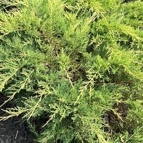 Photo of the plant species Savin Juniper by @AnewShyleaf49 named Morgan Treeman on Greg, the plant care app