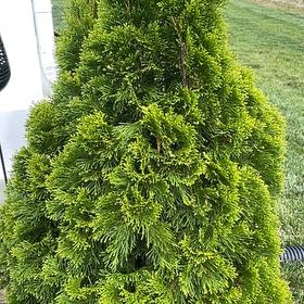 Photo of the plant species Biota by @AnewShyleaf49 named Denali on Greg, the plant care app