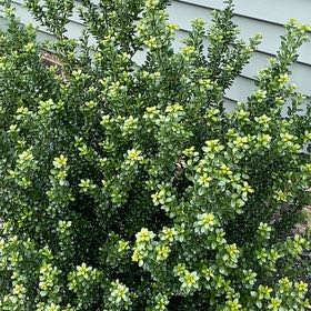 Photo of the plant species White Rata by @AnewShyleaf49 named Zeus on Greg, the plant care app