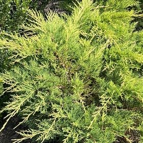 Photo of the plant species Savin Juniper by @AnewShyleaf49 named Planty on Greg, the plant care app