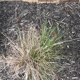 Photo of the plant species Pampas Grass by @AnewShyleaf49 named Tolkien on Greg, the plant care app