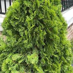Photo of the plant species Arborvitae by @AnewShyleaf49 named Apollo on Greg, the plant care app