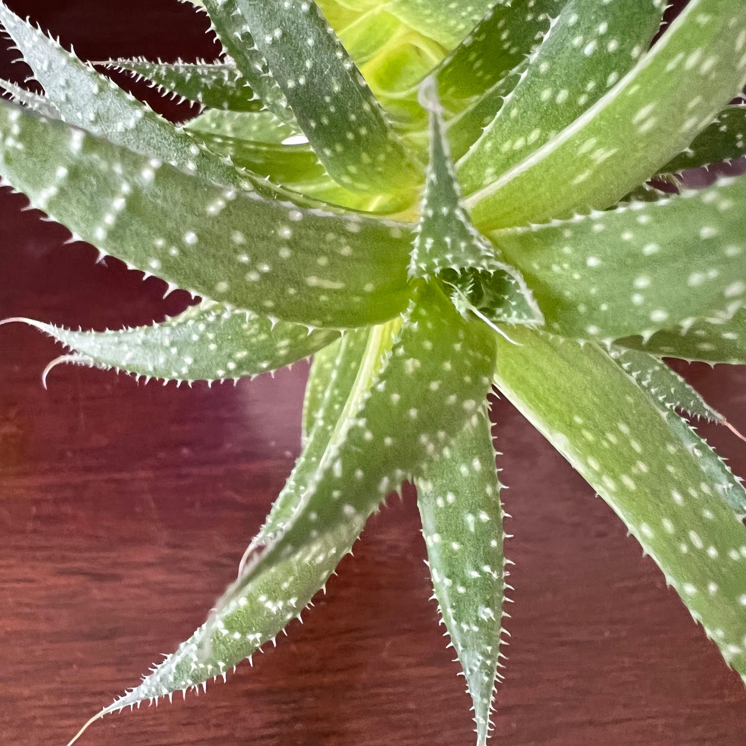 Lace Aloe plant with white spots on green leaves, appears healthy.
