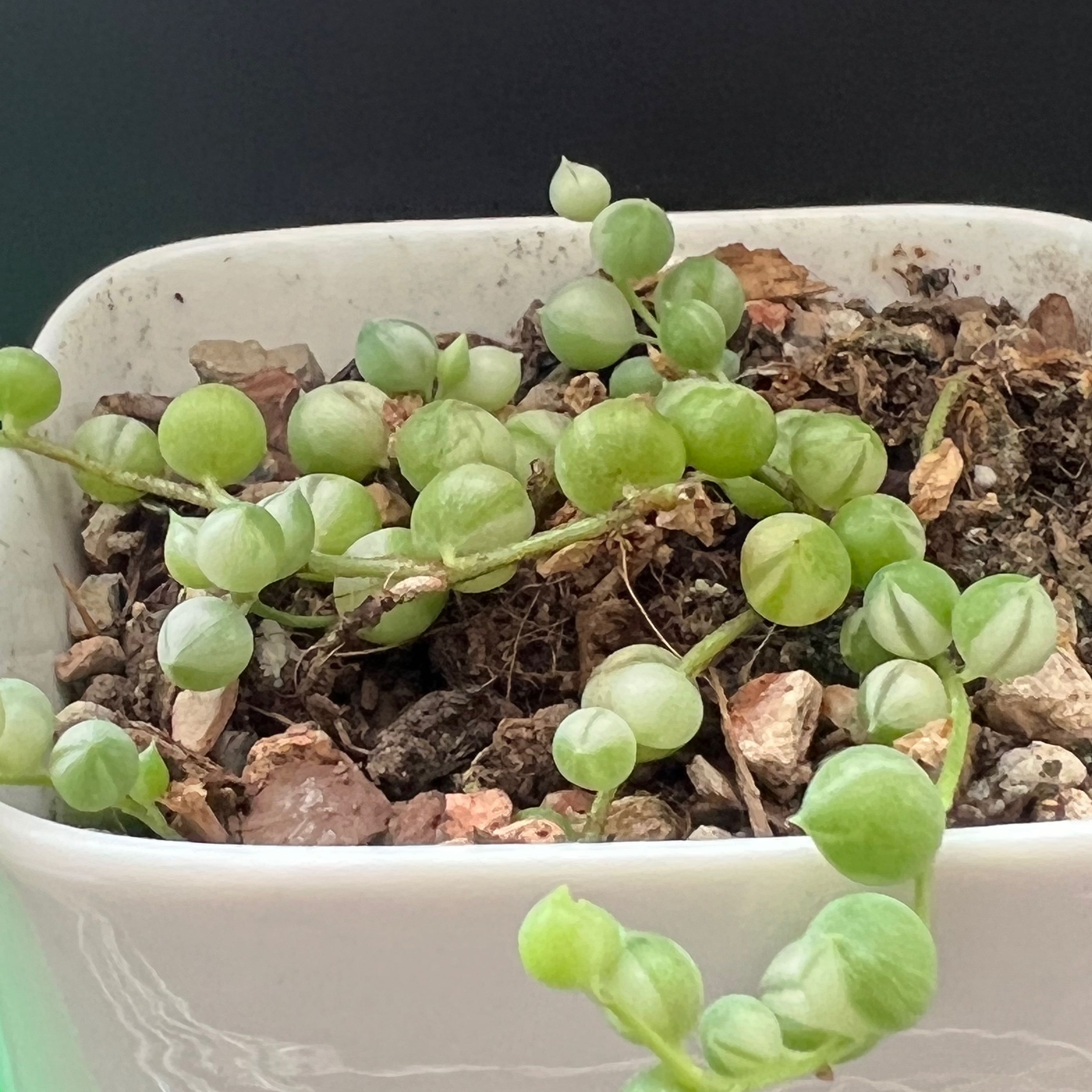 Why Are My Variegated String of Pearls Leaves Droopy? 😔