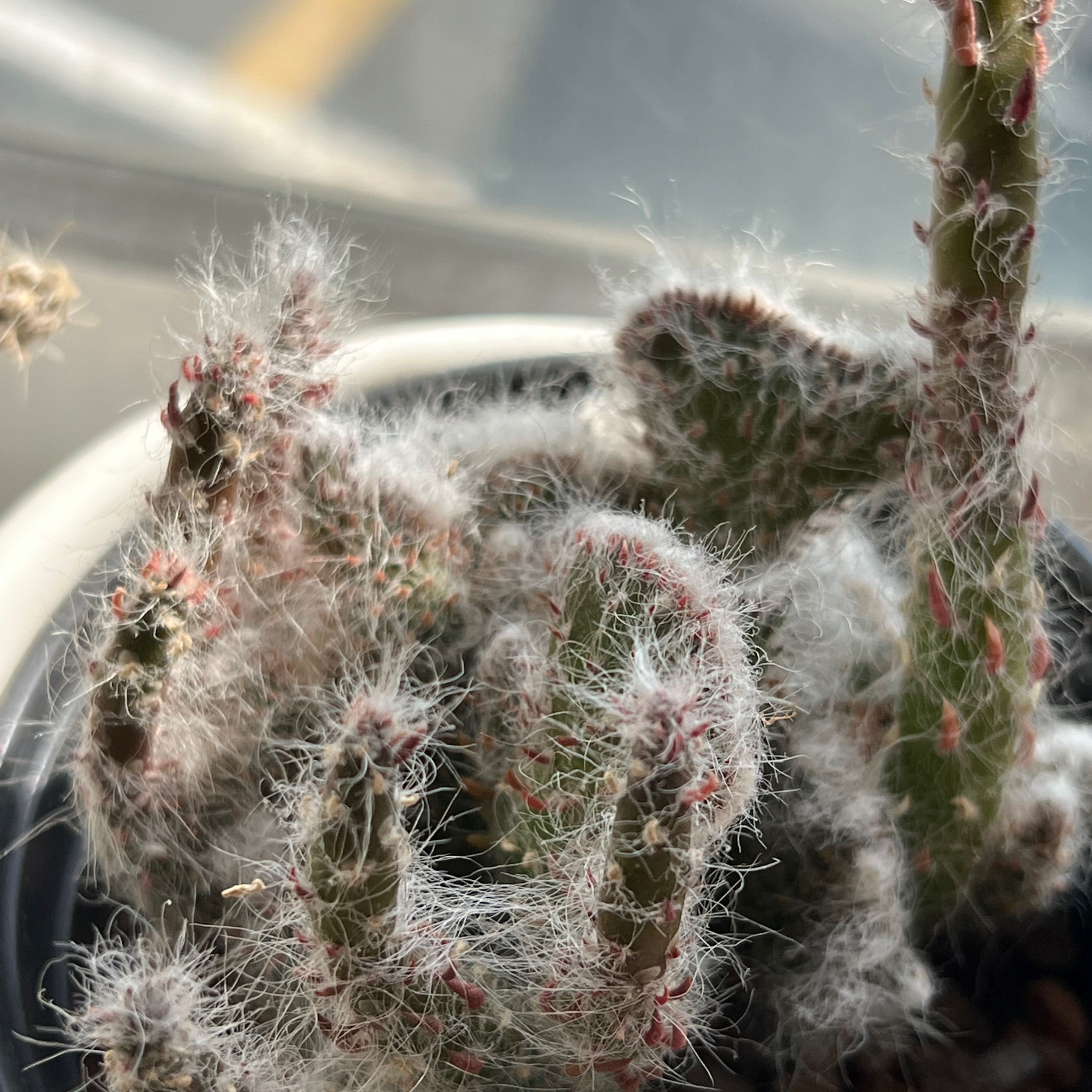 Cobweb Hens and Chicks plant with distinctive webbing in a pot.