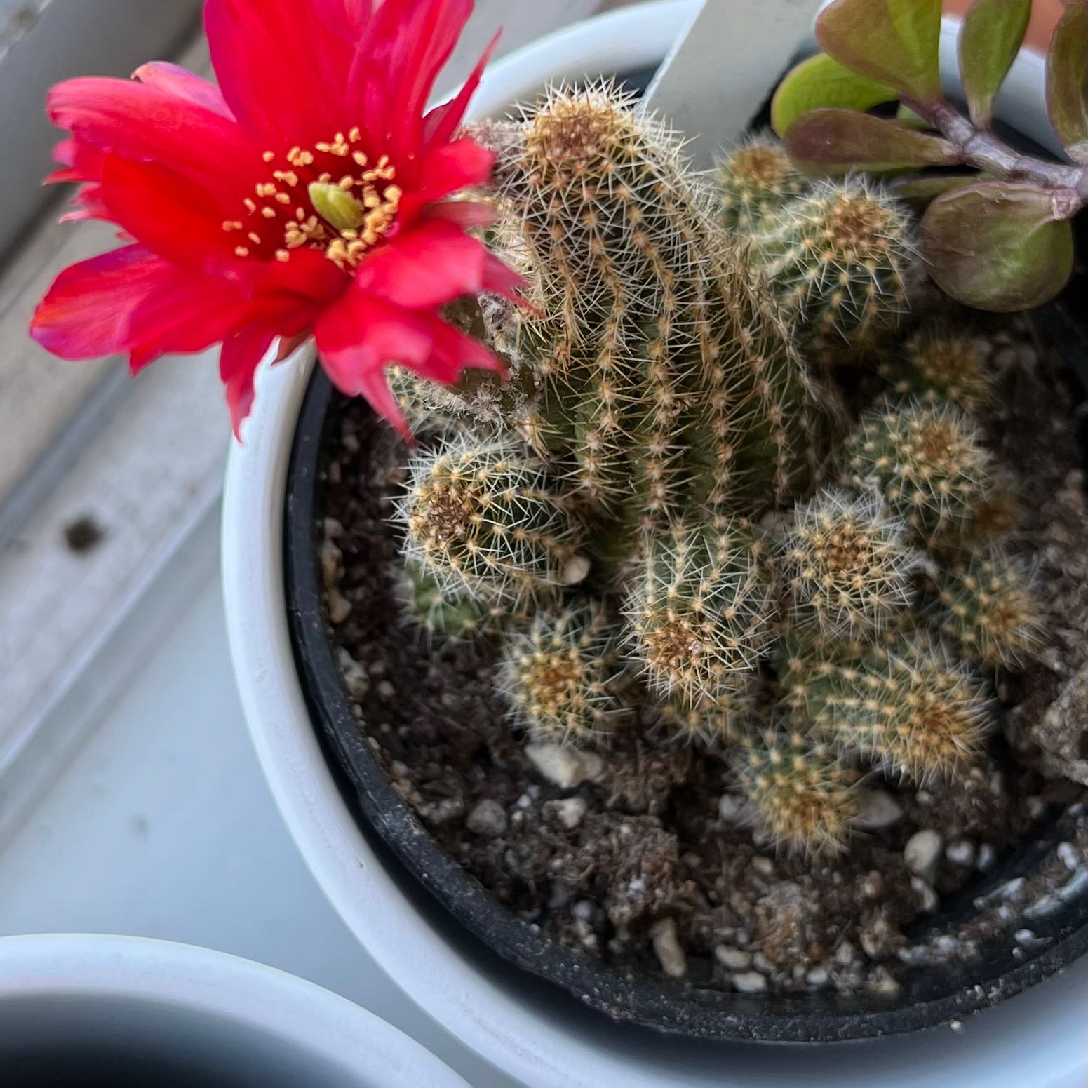 Healthy blooming Lace Hedgehog Cactus in a small white pot, with dense white spines and a red flower.