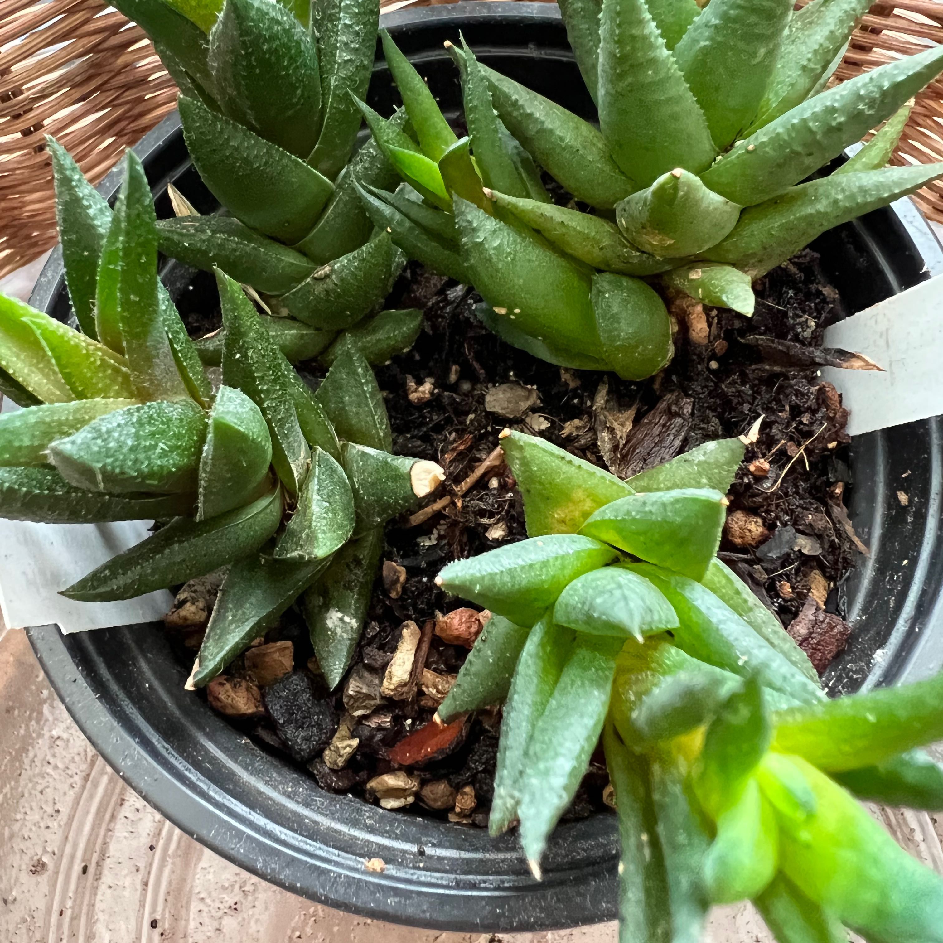 Photo of the plant species Haworthia rubrobrunnea by Marcia named Your plant on Greg, the plant care app